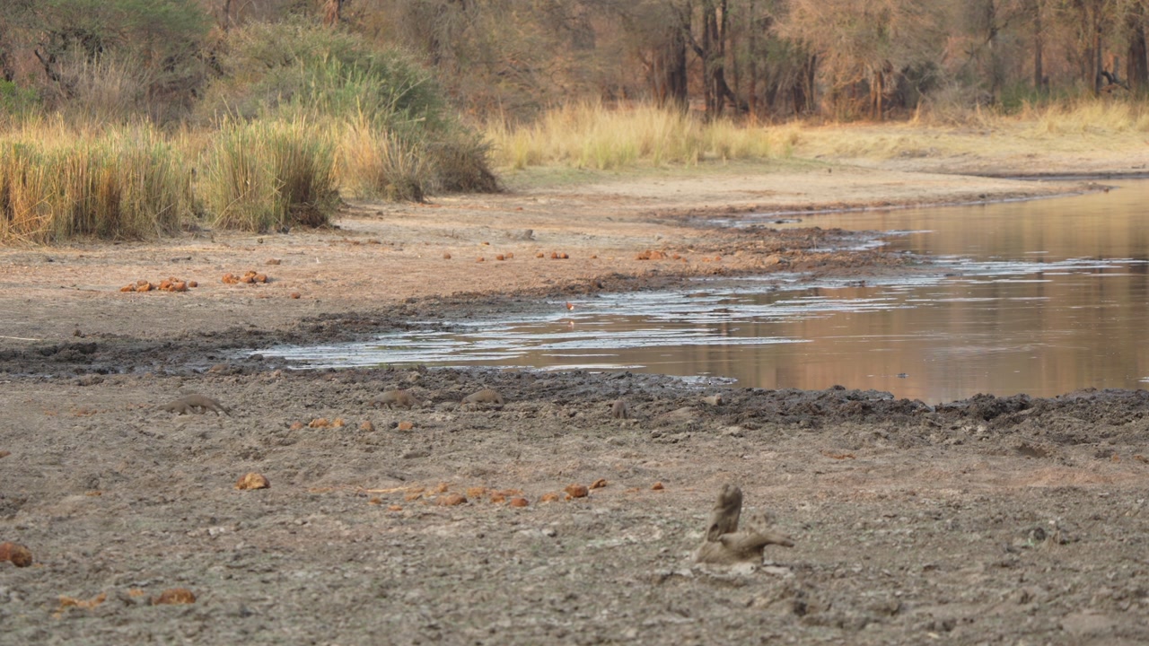 Banded mongooses walk away from a muddy watering hole in Kruger National Park, South Africa. Small carnivores moving in a family group across dry savanna shoreline.