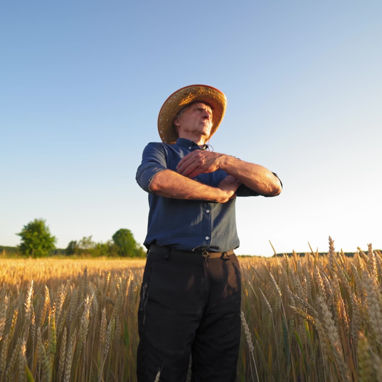 Ripe spikelets on field. Agronomist walking on the agricultural land. Farmer inspecting crop in summer. View from below.