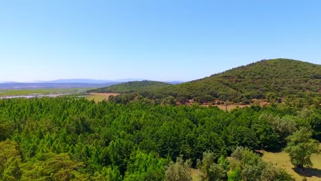 aerial-shot-of-the-forest-of-el-kala-Algeria