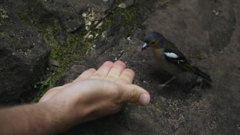 Kleiner-Bunter-Vogel-Nimmt-Nahrung-Aus-Offener-Handfläche-Und-Fliegt-Weg,-Zeitlupe