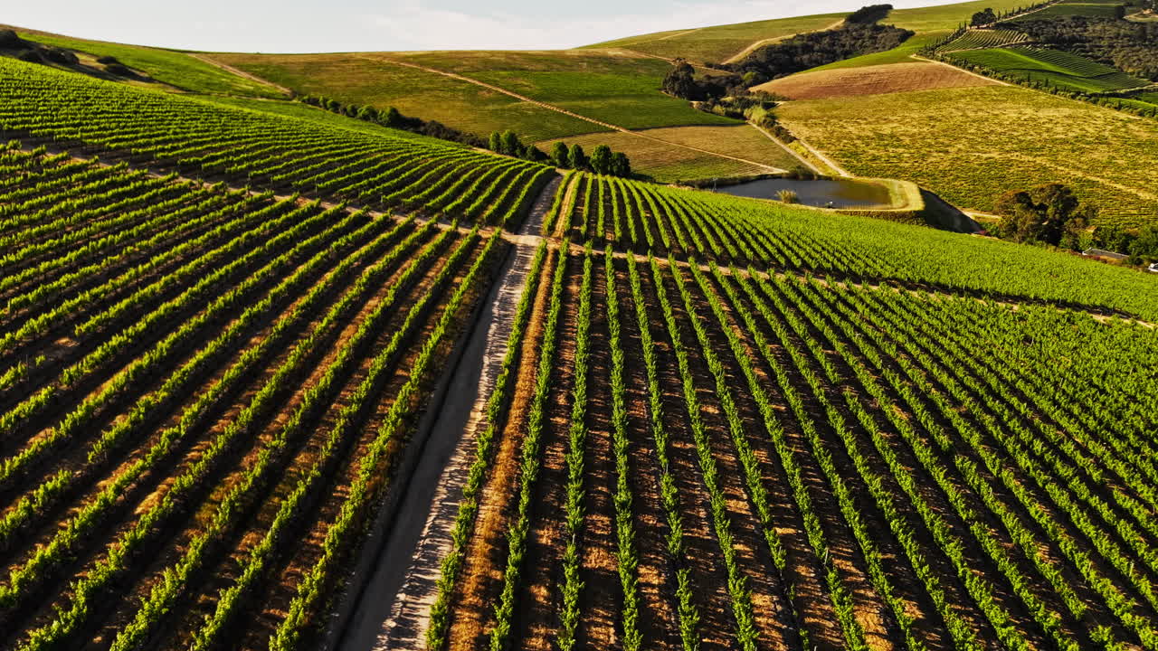 Vista aerea di filari di vigneti verdi su dolci colline