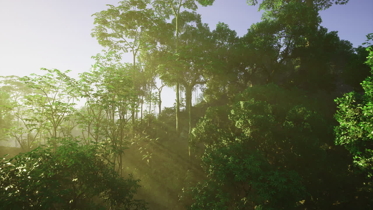 Sunlight filtering through trees in a lush forest at dawn
