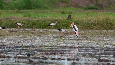 standing in the middle of a muddy paddy facing to the left, other storks forage for food before dark and its windy