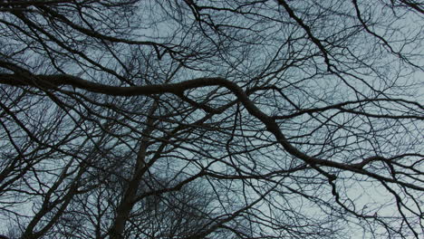 bare tree branches against a pale sky