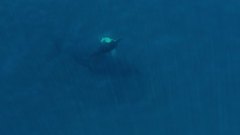 Large-Whale-Swimming-in-Wide-Open-Tropical-Ocean,-Top-Down-Drone-Shot