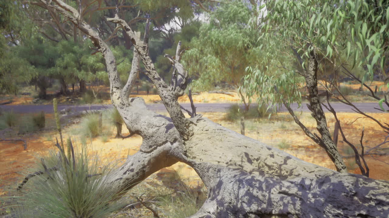 Eucalyptus tree leaning over the roadside near a desert landscape