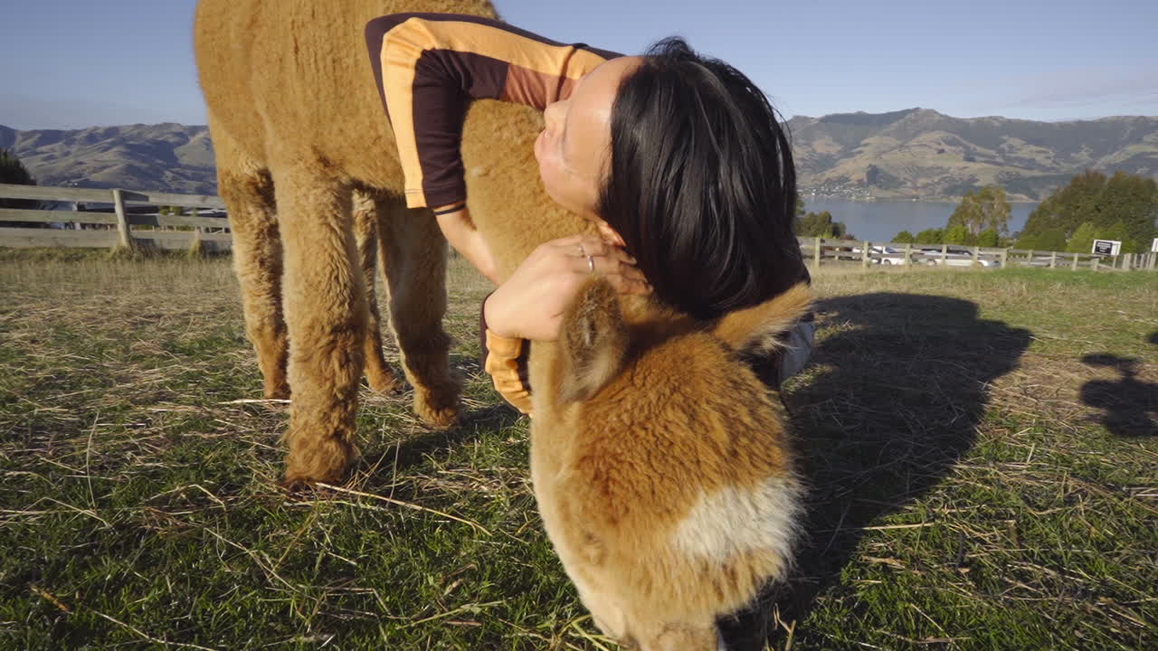 아시아 여성 이 뉴질랜드 의 농장 에서 알파카 동물 을 안고 있다