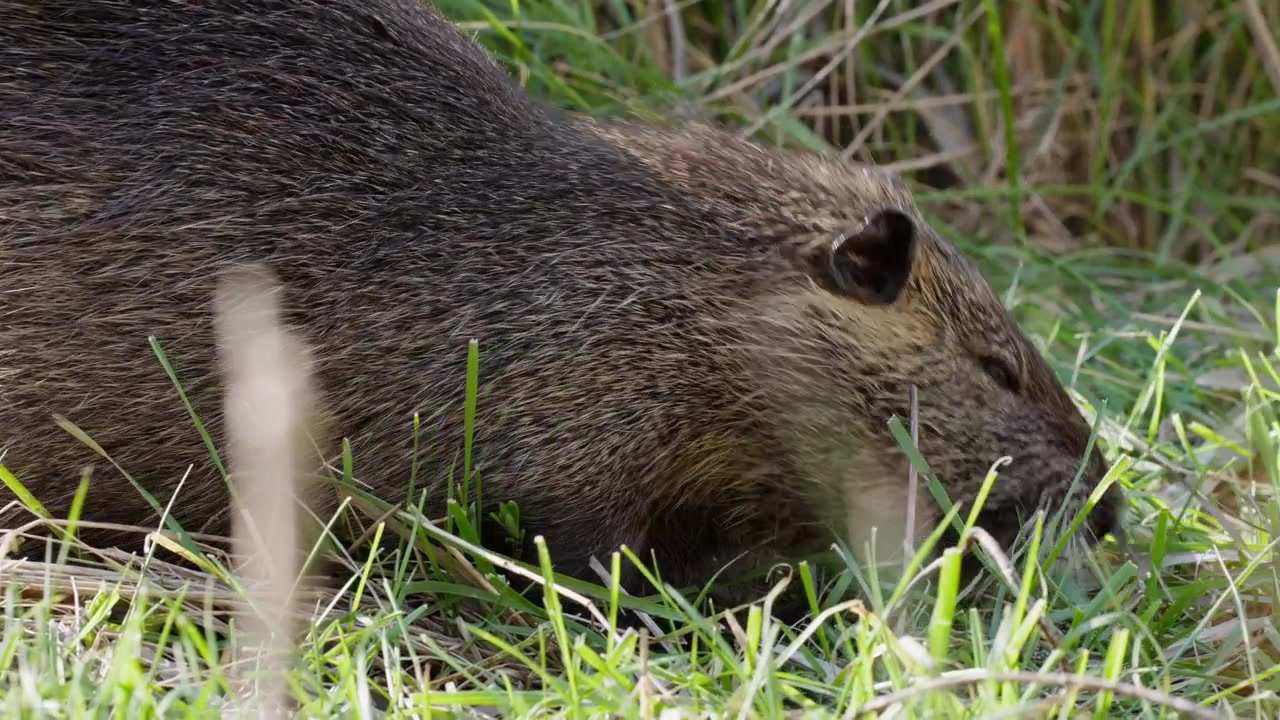 Primo piano di una nutria che mastica felicemente l'erba verde della campagna della Camargue francese sotto il sole. Mentre lo fa, si guarda a destra e a sinistra e corre attraverso l'erba corta