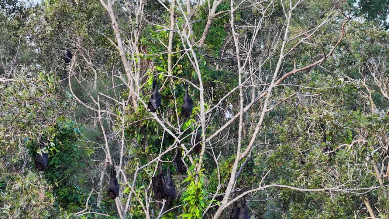 Flying foxes hang from tree branches in a lush Gold Coast environment. Natural lighting highlights their presence amidst dense foliage