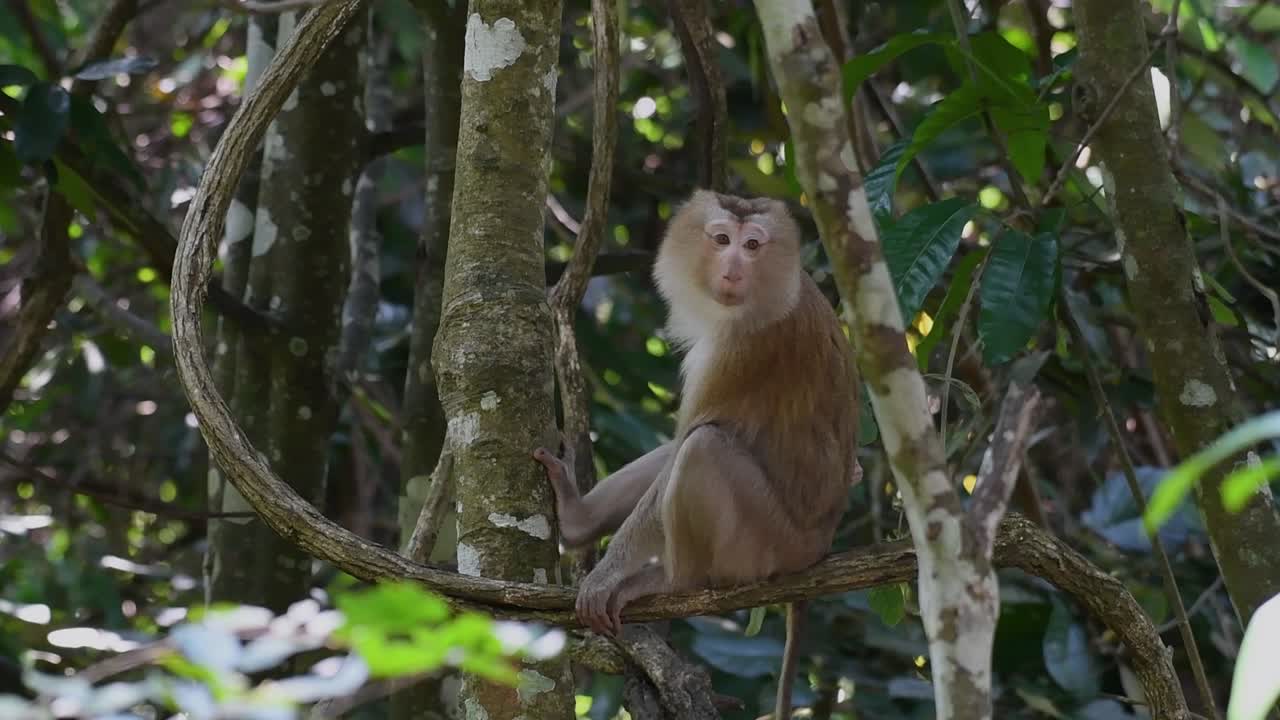 el macaco de cola de cerdo del norte es un primate que se encuentra comúnmente en el parque nacional de khao yai, aunque es una especie vulnerable