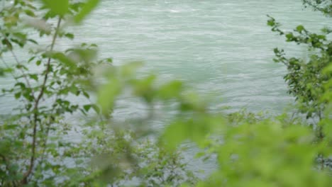 Branches-with-leaves-in-front-of-a-river