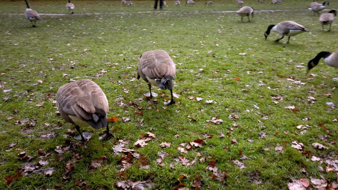 Camminando tra uno stormo di oche canadesi che si nutrono nel bosco 2