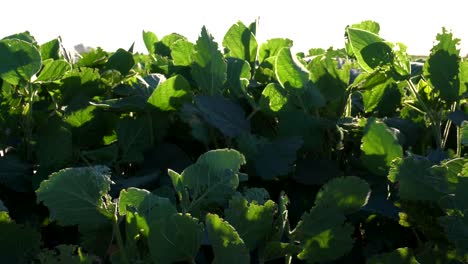 soy leaves in a sown field seen from a low angle, against the sun