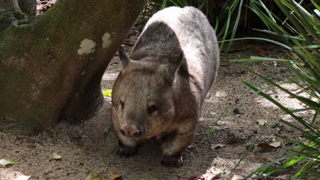wombat caminando y olfateando alrededor de los escombros del bosque
