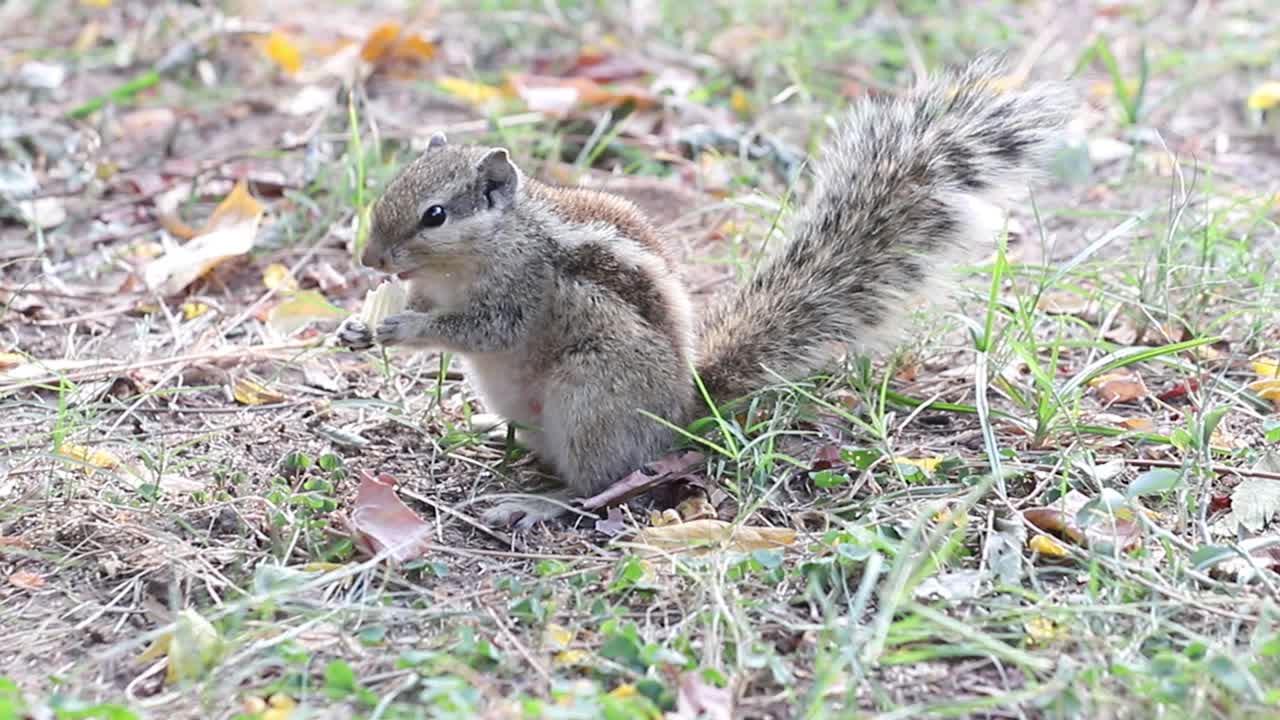 Closeup of Squirrel eating Food in Park Handheld shot