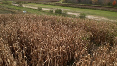 Gorgeous-aerial-shot-flying-over-a-corn-field-in-Autumn