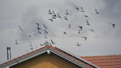 majestuosa bandada de palomas pululando contra el cielo nublado y aterrizando en la azotea de la casa con paneles solares