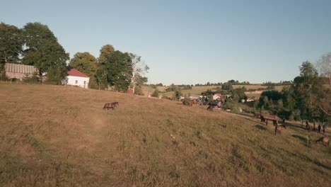 Experience-the-exhilaration-of-FPV-drone-footage,-flying-above-Central-Slovakia's-rustic-village-capturing-the-breathtaking-beauty-of-free-roaming-Hucul-ponies-in-their-natural-habitat