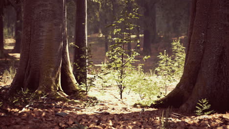 Misty-beech-forest-on-the-mountain-slope-in-a-nature-reserve