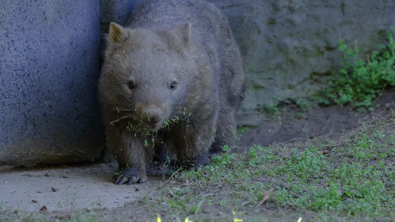 A wombat munching on grass near a wall