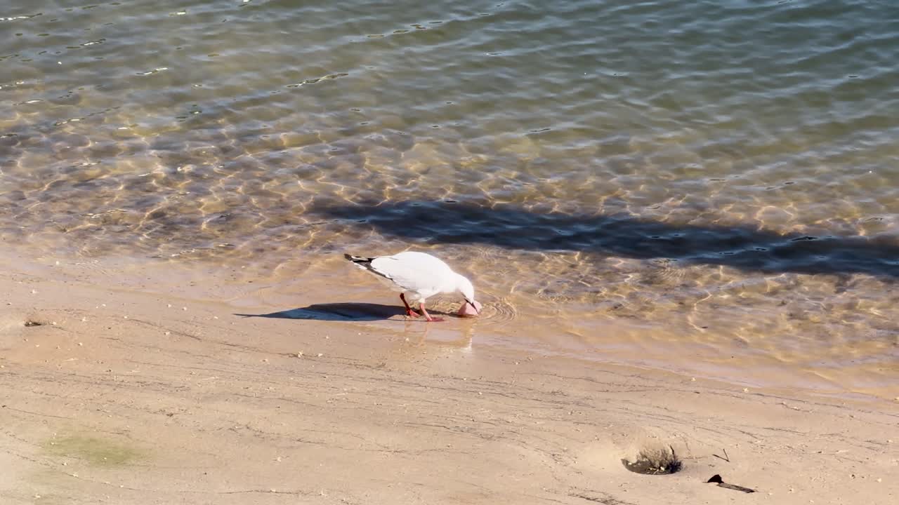 Silver gull walks and eats ham on sunlit sandy riverbank, clear water, steady overhead camera