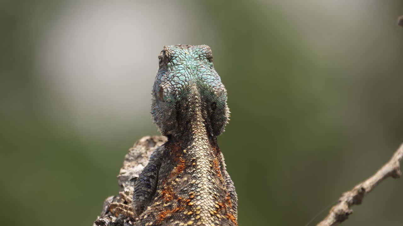가까이에서: 파란 머리 아가마 나무 도마이 곤충을 공격하지만 놓친다