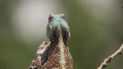 de cerca: el lagarto de árbol de agama de cabeza azul ataca a un insecto pero falla