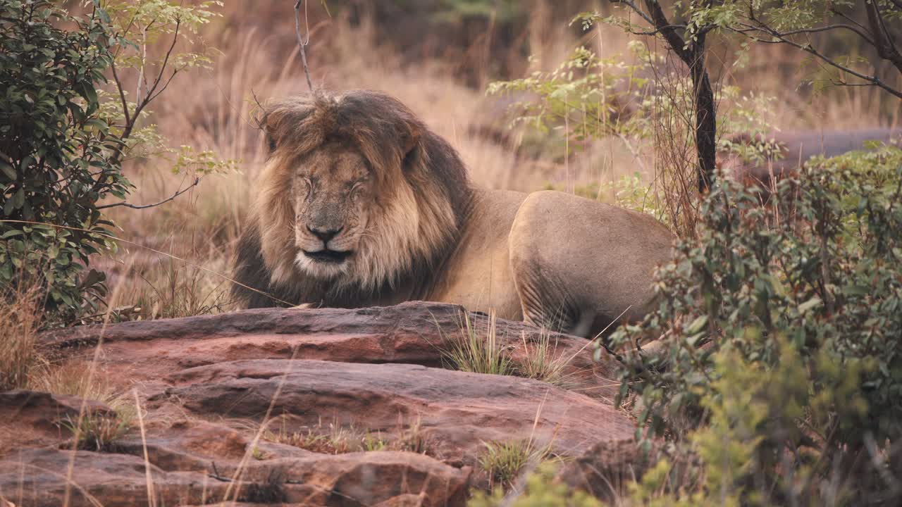 cerca de león durmiendo sobre rocas en arbustos de sabana africana