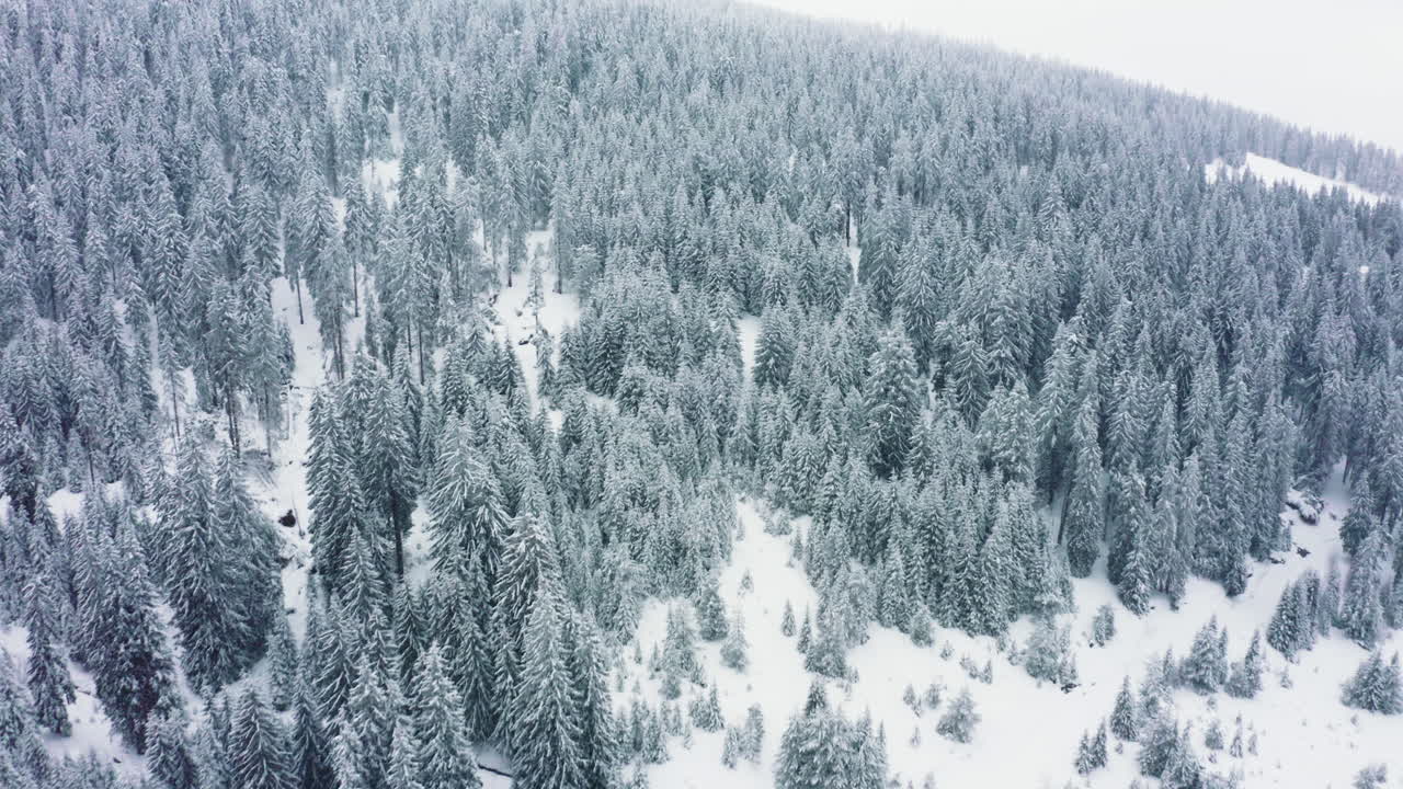 눈 인 숲 의 공중 사진