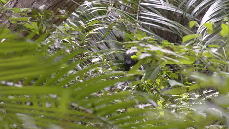 Zanzibar Blue monkey eating leaves in dense jungle thicket