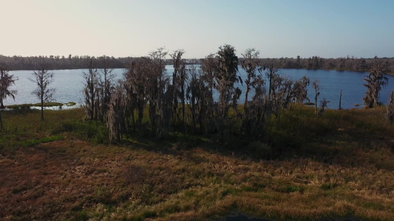 Vista aerea di cipressi ricoperti di muschio spagnolo lungo la riva del fiume Palatlakaha a Clermont, Florida, con l'ampio lago calmo che si estende in lontananza