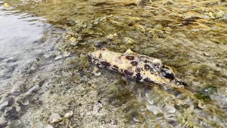 un primer plano de un pepino de mar descansando en el fondo rocoso del mar en aguas poco profundas y claras