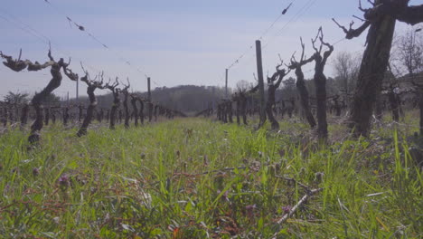 bare vineyard looking down the middle of a row