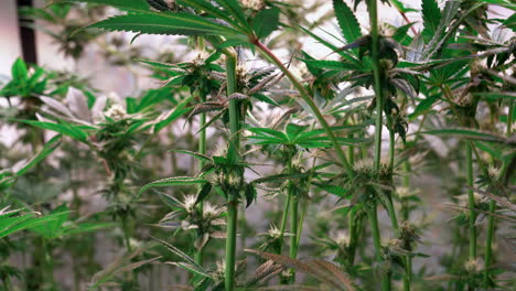 toma de plantas de cannabis que crecen en una carpa de cultivo durante la etapa de floración