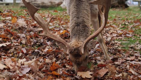 fallow deer search for food in leaves, front close up