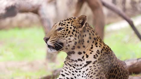 Indian-Leopard-yawing-in-the-frost,-bored-leopard-in-the-jungle,-wild-animal