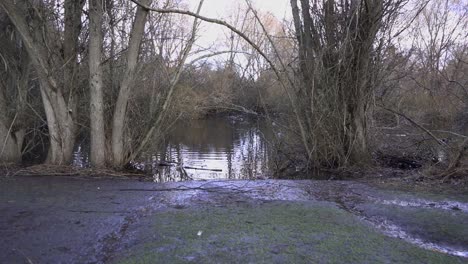 toma de seguimiento en cámara lenta de un estanque de patos fangosos bajo la lluvia