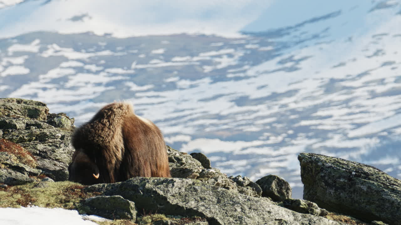 Powerful musk oxen bull shake fur in Dovre mountain sunset with majestic view
