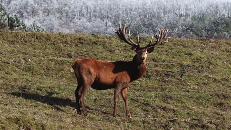 Primer-Plano-De-Un-Joven-Ciervo-Macho-Adulto-Caminando-Y-Mirando-A-La-Cámara-Posando,-Concepto-De-Conservación