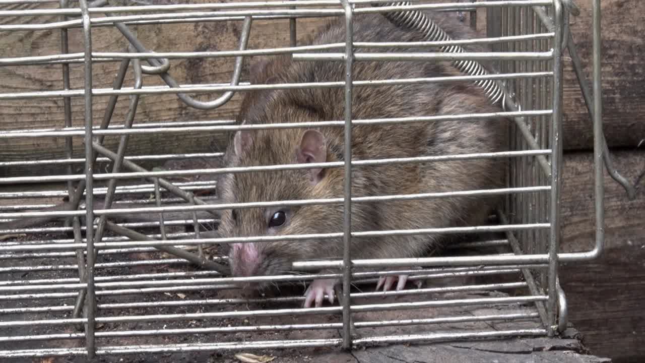 Ratto comune, Rattus norvegicus, in una trappola viva. Regno Unito