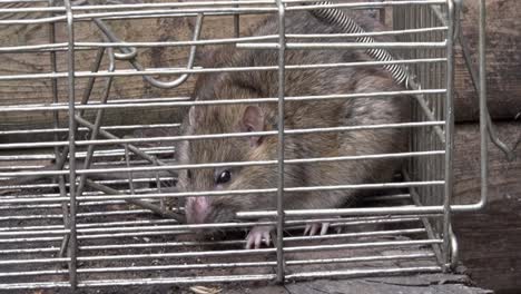 brown rat, rattus norvegicus, in a live trap. uk