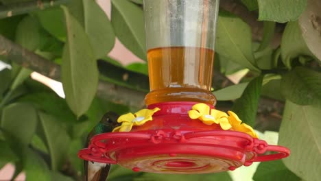 4k close up footage of a humming bird sipping water from a hanging plastic water feeder with sugar water inside