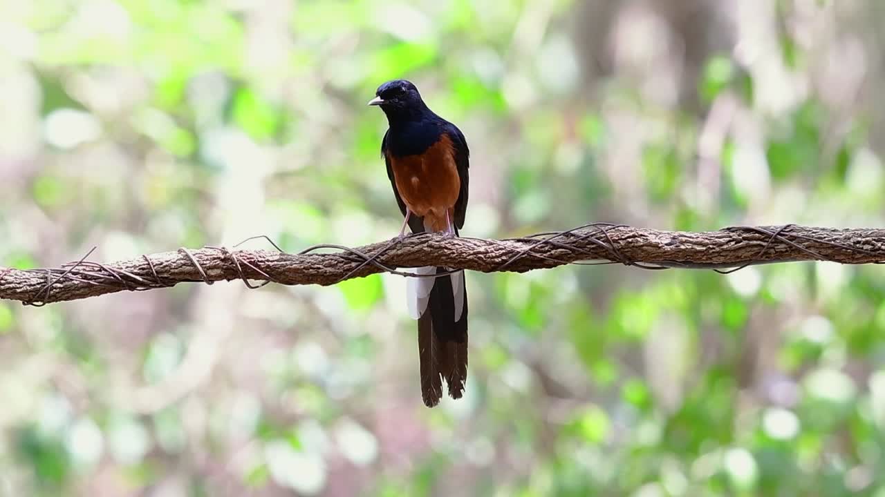shama de rabadilla blanca encaramado en una vid con fondo bokeo del bosque, copsychus malabaricus, velocidad original