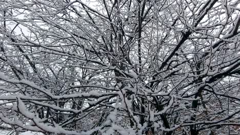 Fuertes-Nevadas-Caen-Ligeramente-Sobre-Las-Ramas-De-Los-árboles,-Invierno