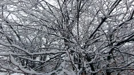 heavy snow lightly falls on trees branches, winter