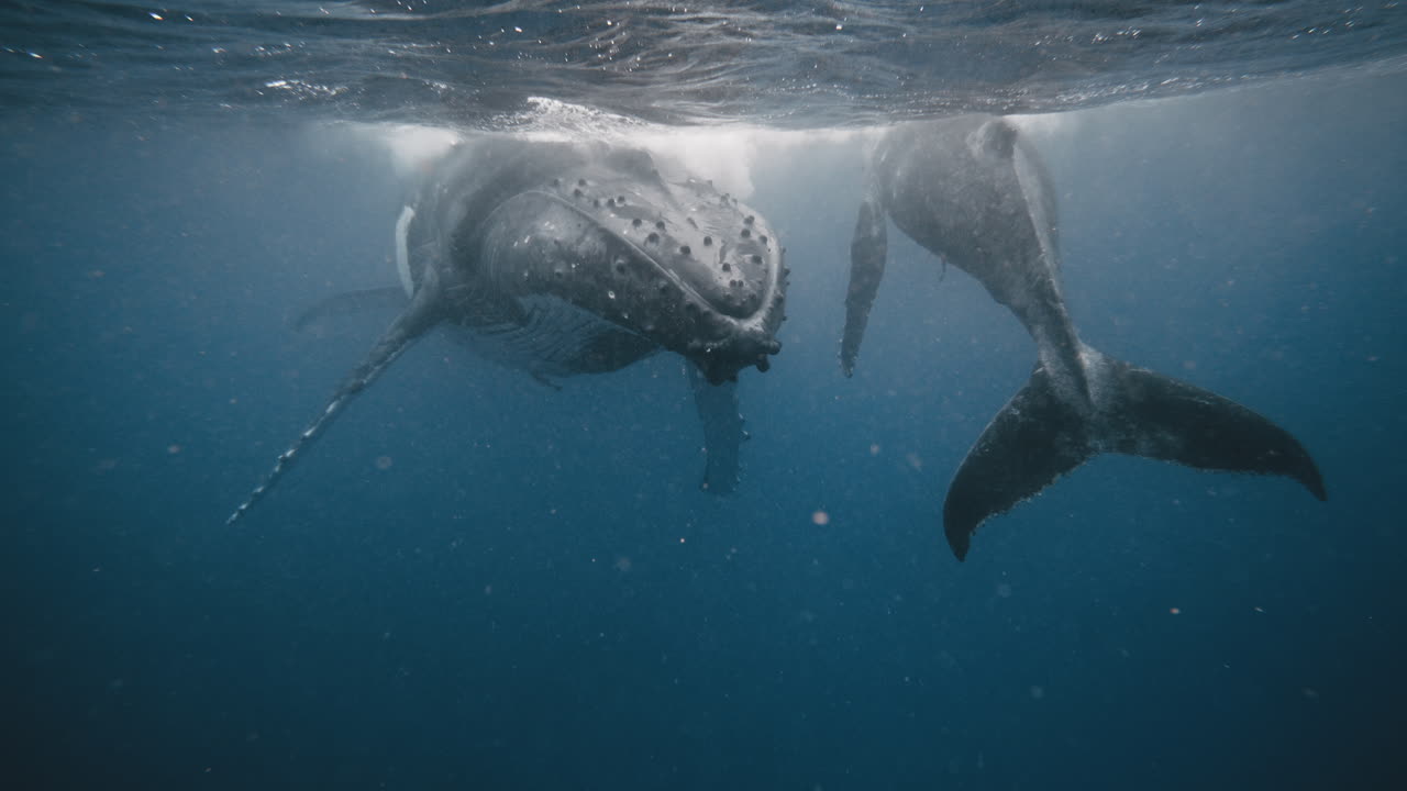 Humpback Whales Resting Under The South Pacific Ocean