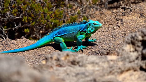 vibrantly colored blue and green iguana on rocky terrain