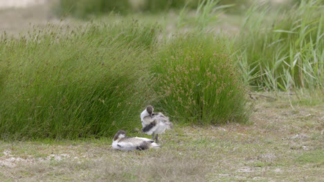 Säbelschnäbler-Watende-Seevögel,-Die-Sich-In-Den-Sumpfgebieten-Der-Lincolnshire-Coast-Marshlands,-Großbritannien,-Ernährten