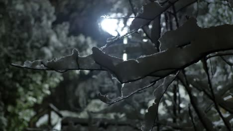 trees with snow in slow motion