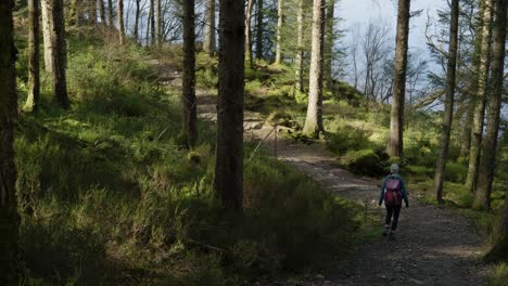 A-woman-goes-for-a-hike-down-a-steep-path-through-a-lush,-green-coniferous-forest-as-shafts-of-sunlight-highlight-the-trees-and-walking-trail-along-the-edge-of-Loch-Ard,-Aberfoyle,-Scotland